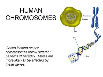 HUMAN CHROMOSOMES Genes located on sex chromosomes follow